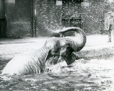 Indiarani badet in ihrem Pool, London Zoo, August 1923 von Frederick William Bond